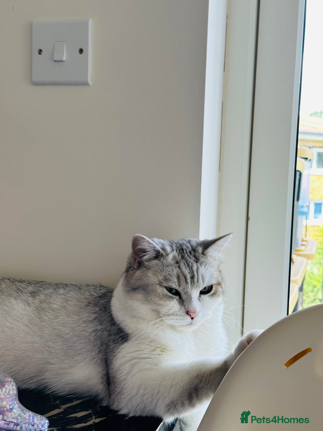 British Shorthair cats for sale: British Short Hair - Image 10