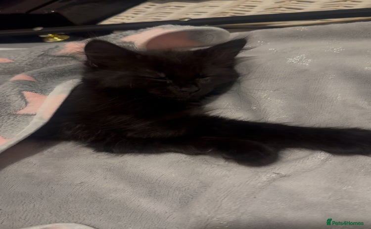 British Longhair cats - Advert 7