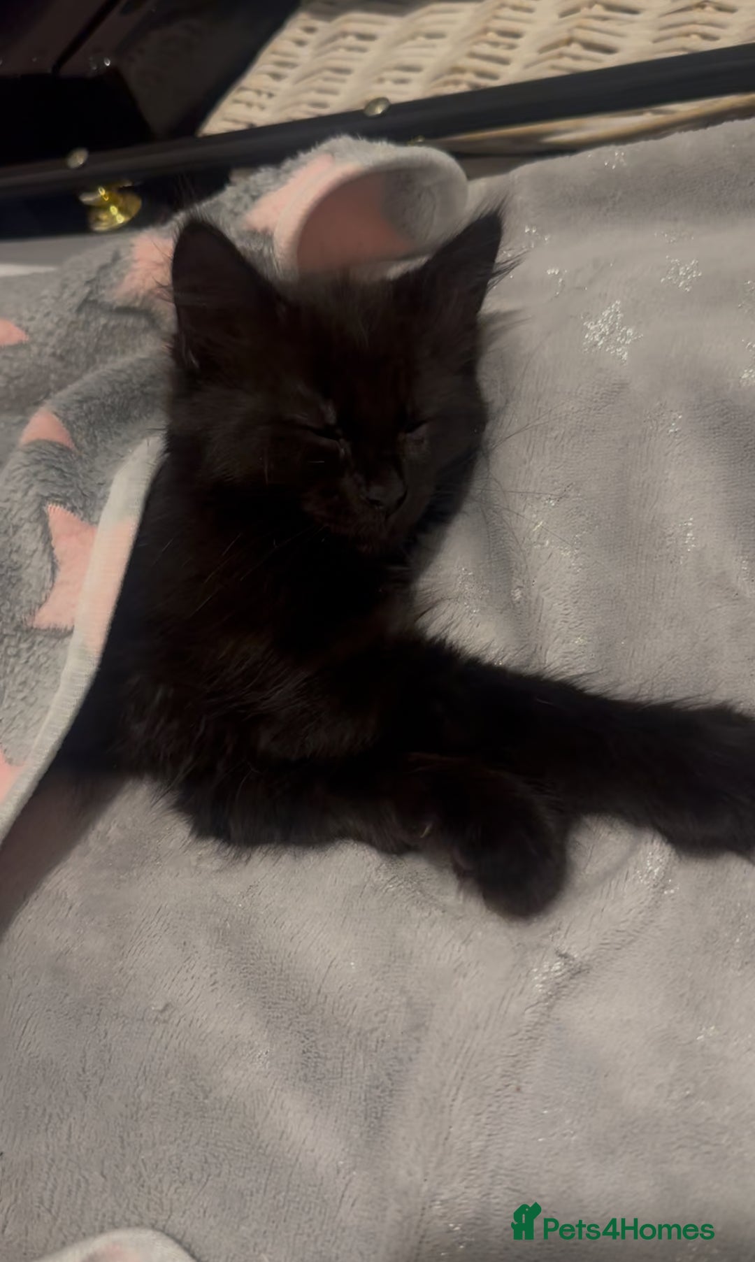 British Longhair cats for sale: British longhair kitten - Image 1