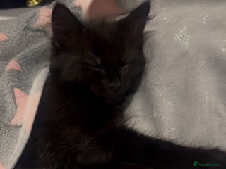 British Longhair cats - Advert 37