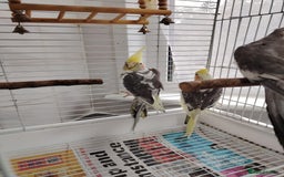 Cockatiels birds for sale: lovely cockatiels - Image 4