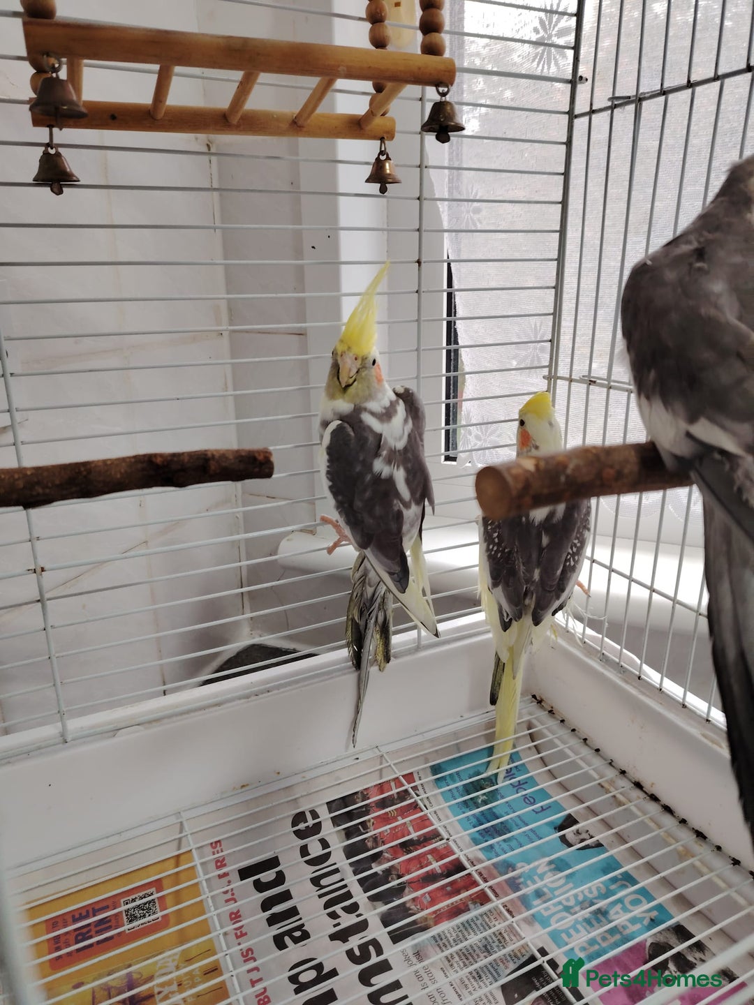 Cockatiels birds for sale: lovely cockatiels - Image 4