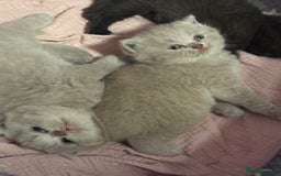 British Shorthair cats for sale: Beautiful British shorthair champion bloodlines - Image 16