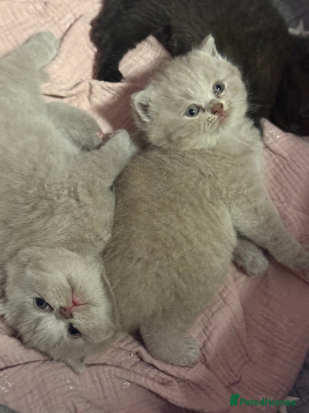 British Shorthair cats for sale: Beautiful British shorthair champion bloodlines - Image 16