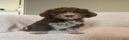 Lagotto Romagnolo dogs for sale: 🐾 Lagotto Lab Puppies 🐾 - Advert 2