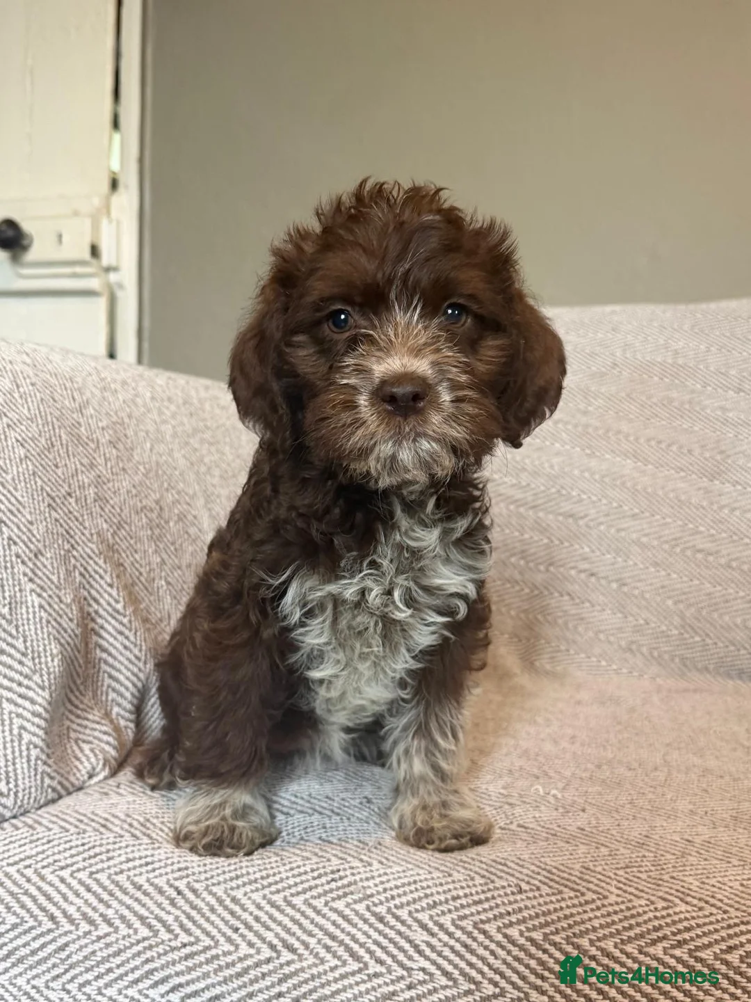 Lagotto Romagnolo dogs for sale: 🐾 Lagotto Lab Puppies 🐾 - Advert 2