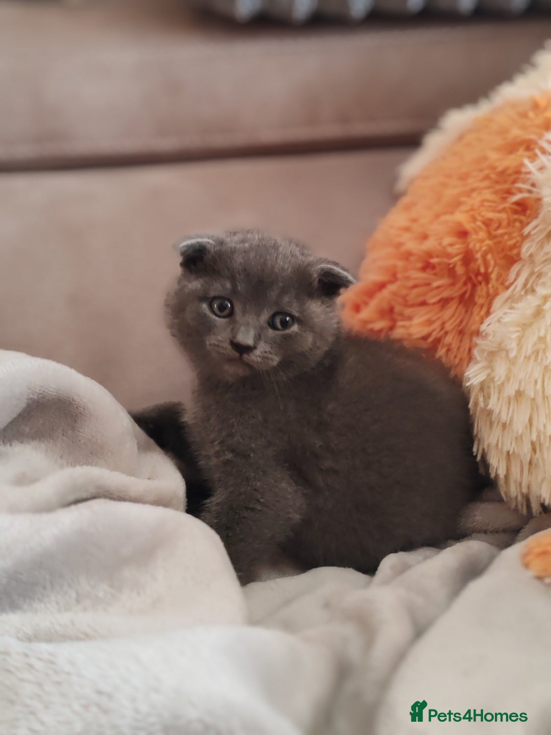 Scottish Fold cats for sale: Only 1 🐱 left.Scottish fold x BSH kittens - Image 12