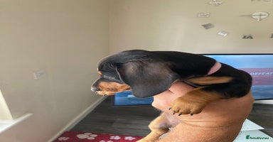 Dachshund dogs - Advert 8