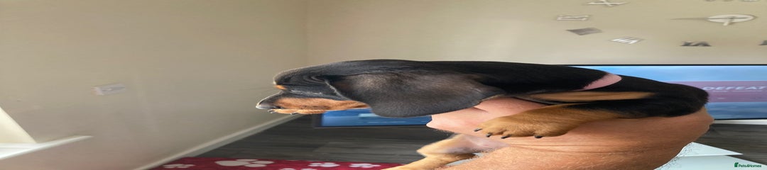 Dachshund PINK Collar