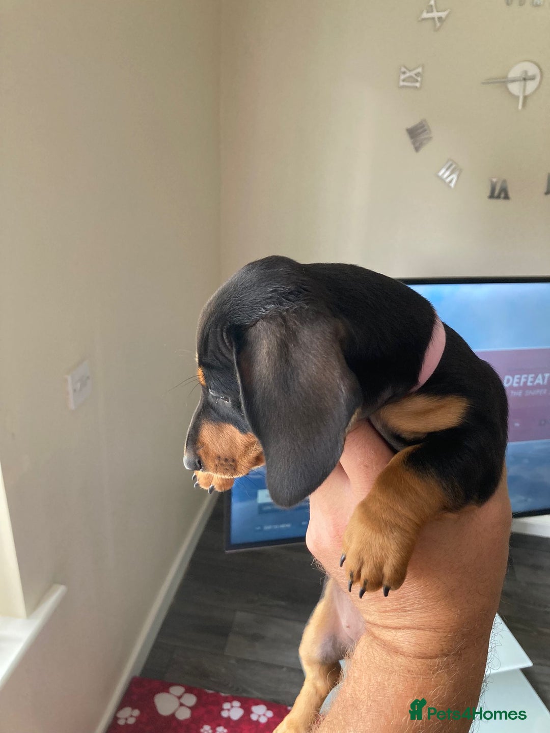 Dachshund dogs for sale: Miniature Sausage Dog Pups READY TO GO Dachshund  - Image 3