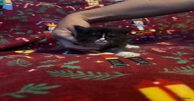 Maine Coon cats - Advert 2