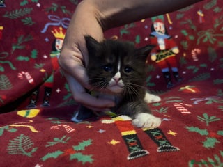 Maine Coon cats - Advert 3