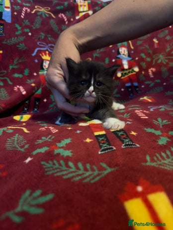 Maine Coon cats - Advert 9