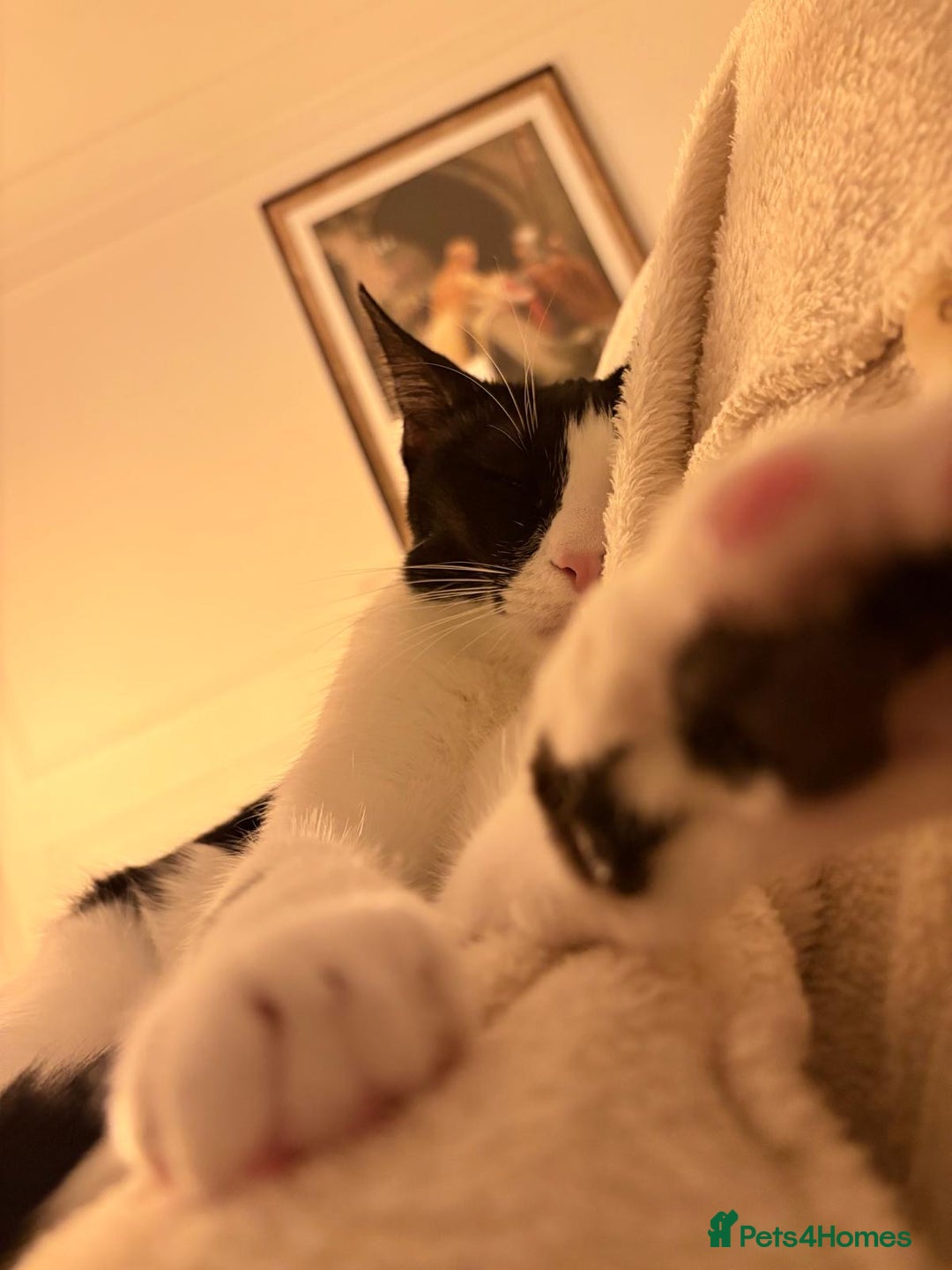 Mixed Breed cats for adoption: *Indoor cat* Misty:Talkative & Sensitive Soul 🤍🖤 - Advert 5