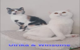 British Shorthair cats for sale: Closing of BSH cattery, 50% discount  - Image 6