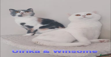 British Shorthair cats - Advert 3