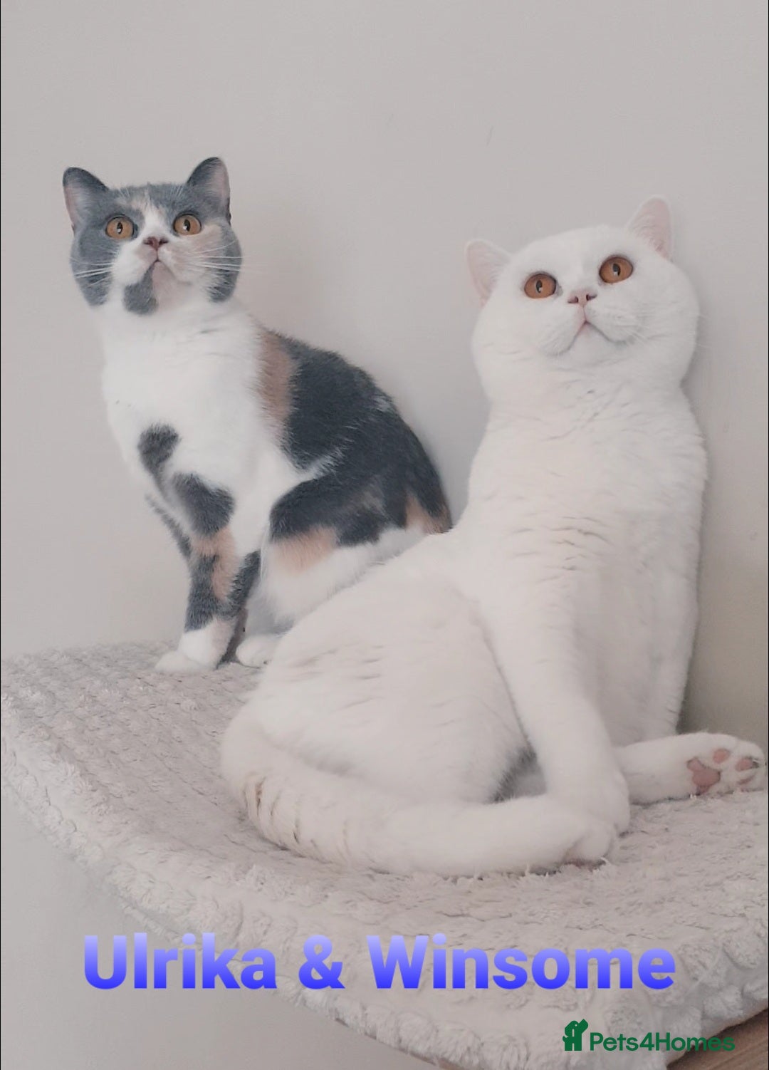 British Shorthair cats for sale: Closing of BSH cattery, 50% discount  - Image 6