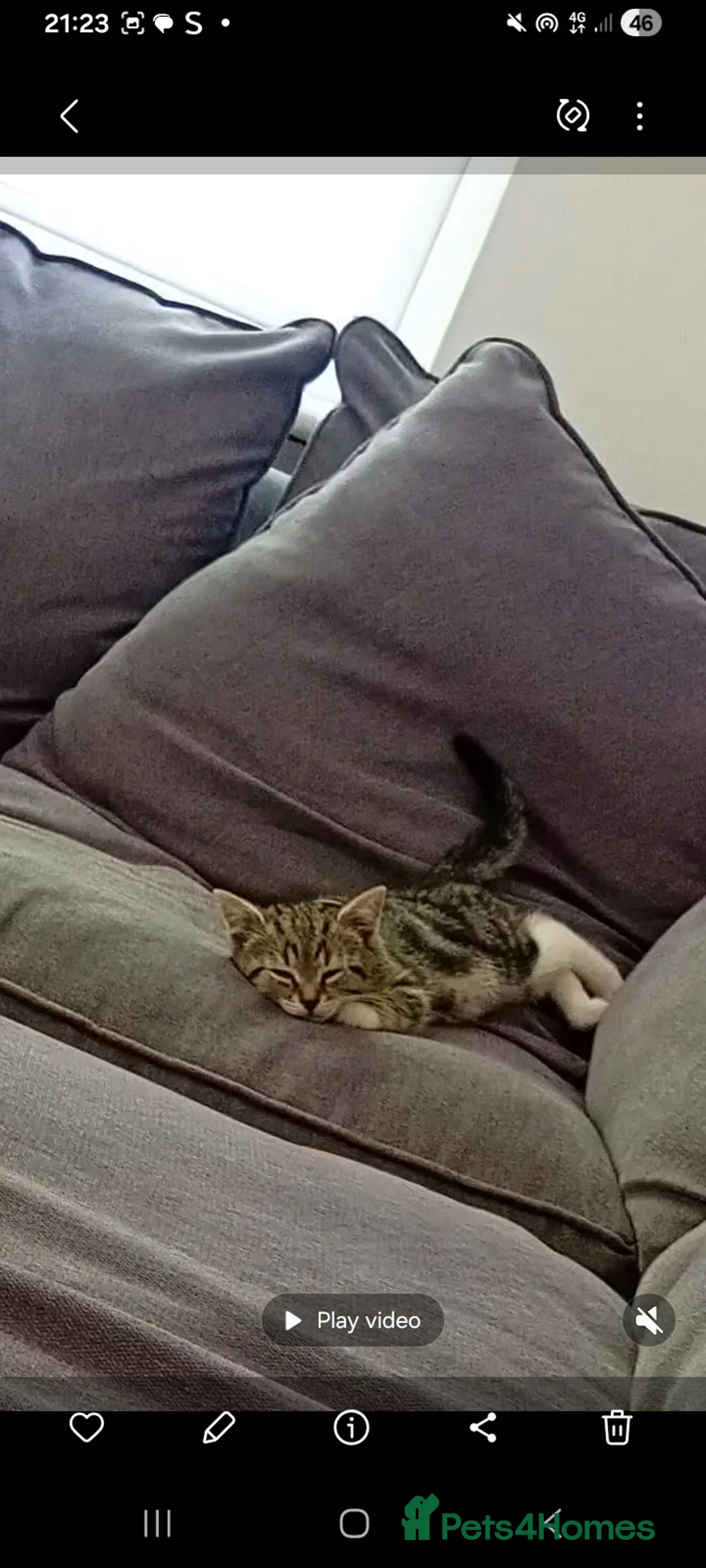 Mixed Breed cats for sale: Female kitten - Advert 1
