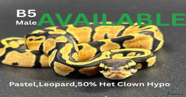 Python Snake reptiles **Only 3 Left ** Ball Python Hatchlings - Advert 14