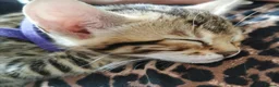 Bengal cats for sale: Stunning Bengal Kittens. TICA Registered. - Advert 4