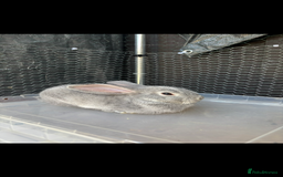 Mini Lop rabbits for sale: *READY NOW* Beautiful Lop eared Rabbits - Image 2