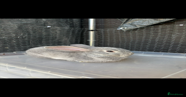 Mini Lop rabbits - Advert 9