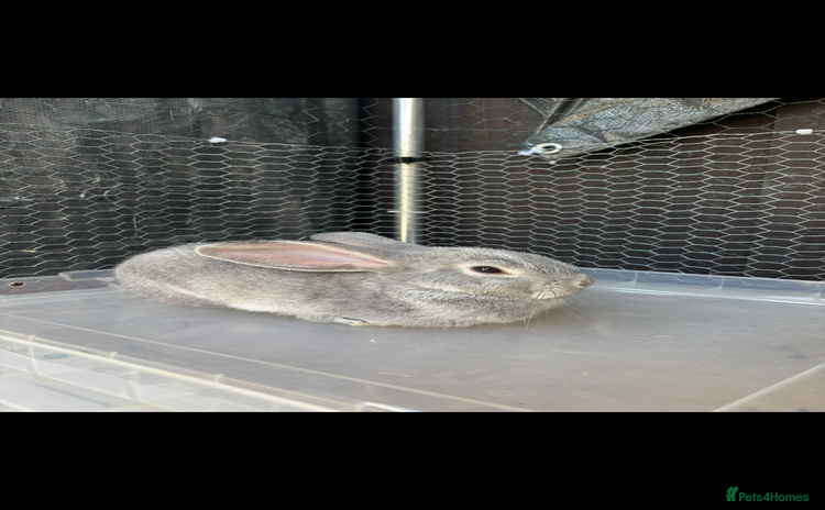 Mini Lop rabbits - Advert 3