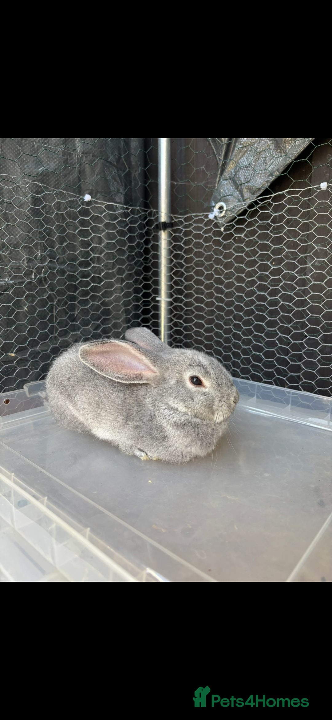 Mini Lop rabbits for sale: *READY NOW* Beautiful Lop eared Rabbits - Image 2