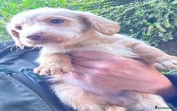 Australian Labradoodle dogs for sale: Stunning Multigen Mini Australian Labradoodle mix. - Image 7