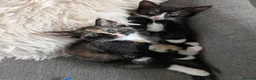 Mixed Breed cats for sale: Tortie kitten available  - Advert 2