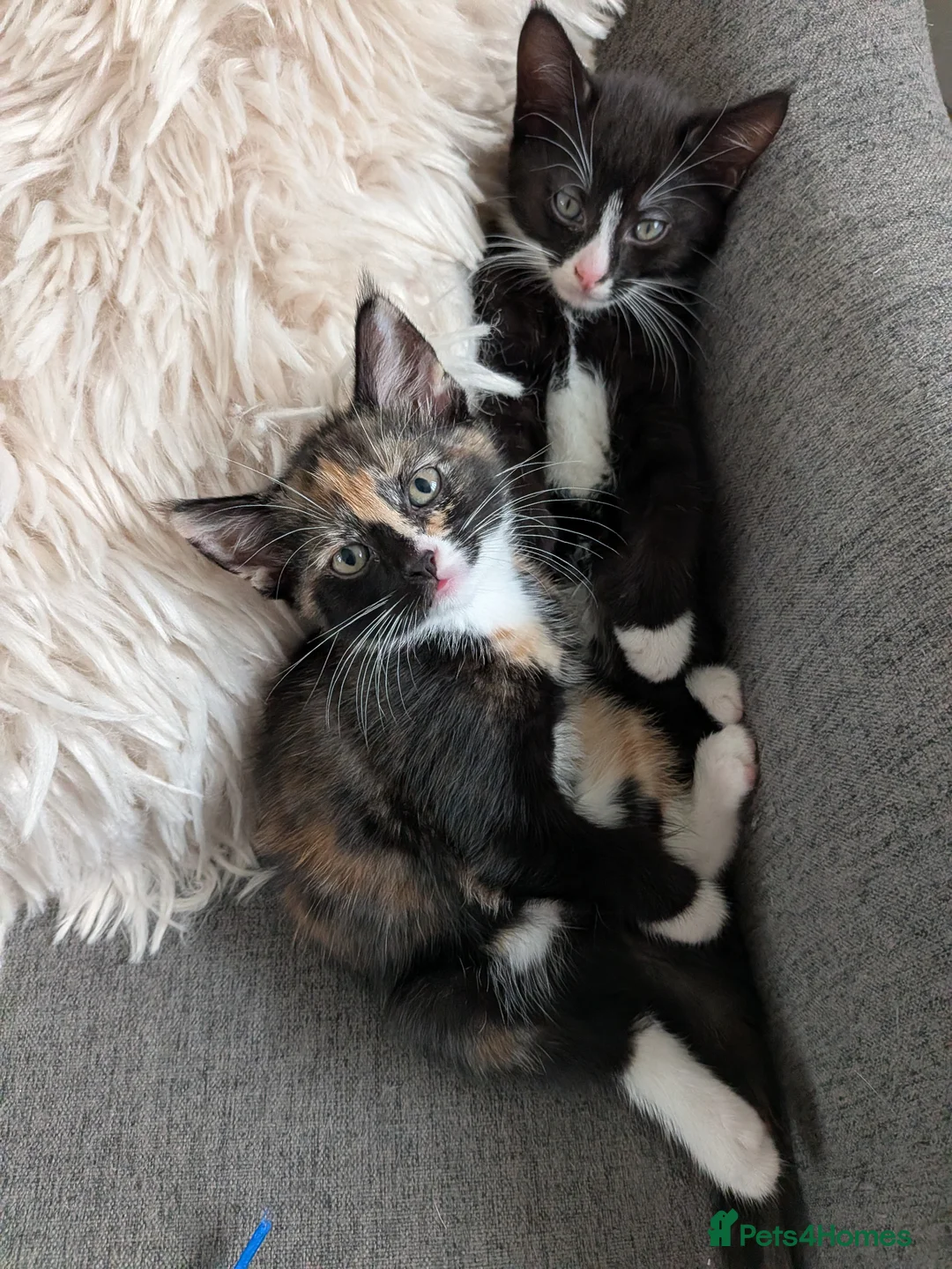 Mixed Breed cats for sale: Tortie kitten available  - Advert 2