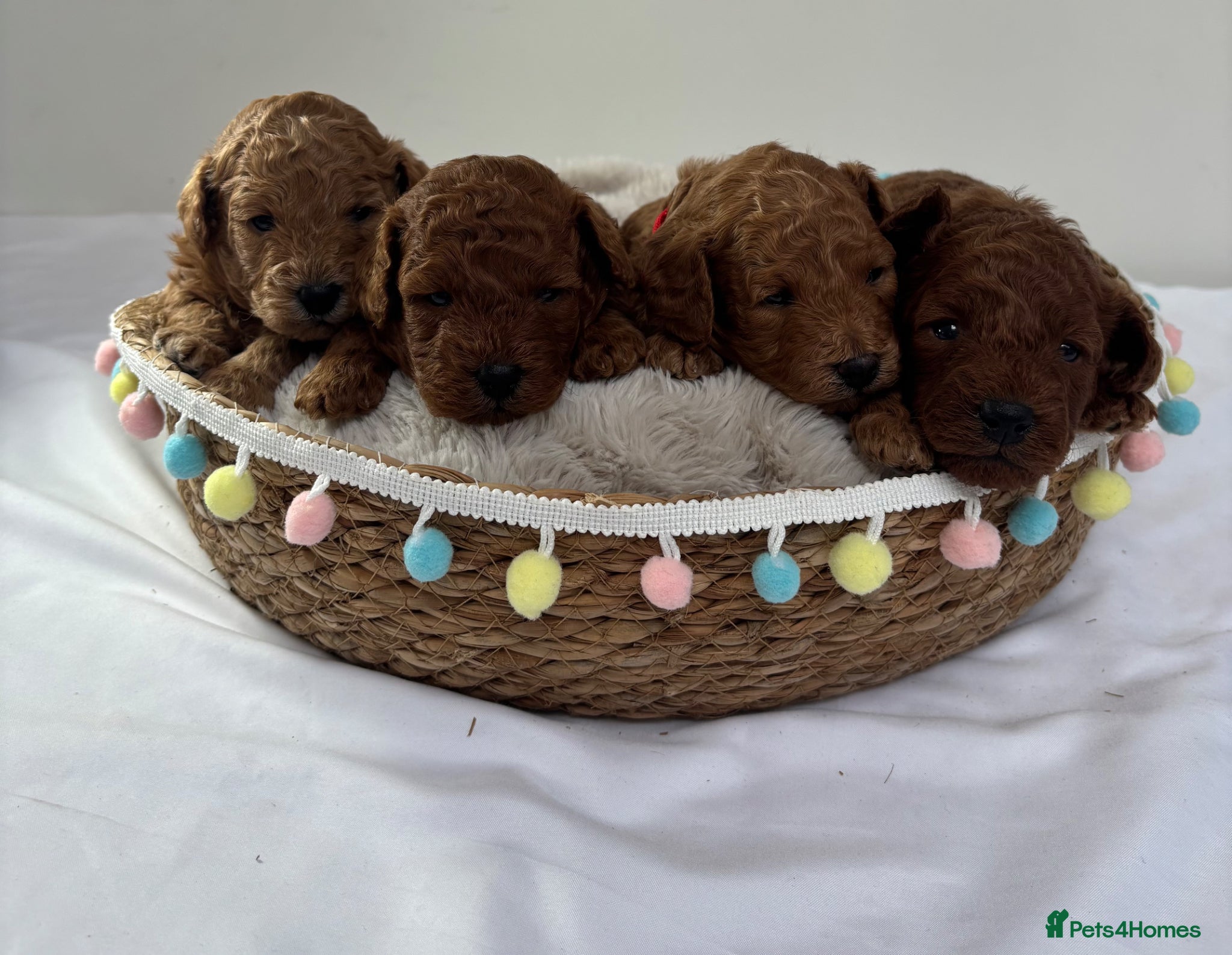Cavapoo dogs Extensively Health Tested Toy Deep Red Cavapoos - Advert 10