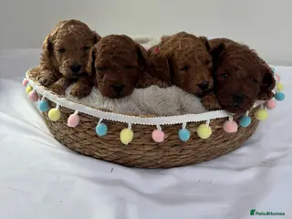 Cavapoo dogs Extensively Health Tested Toy Deep Red Cavapoos - Advert 2