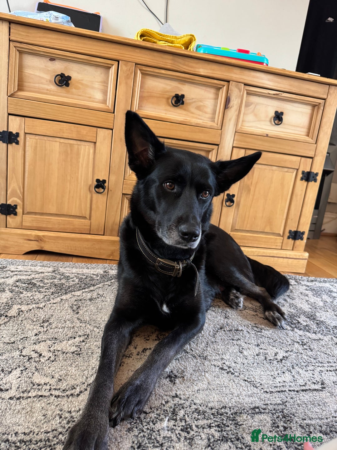 Mixed Breed dogs for sale: RARE BLUE EYE Sholly  ** tiff x Husky  - Advert 2