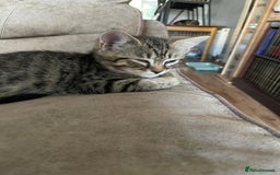 Bengal cats for sale: Gorgeous Bengal / Persian X kittens - Image 15