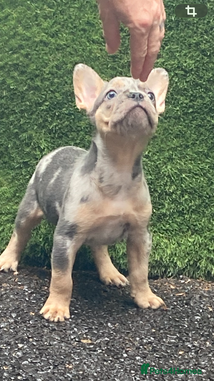 French Bulldog dogs French bulldog puppies  - Advert 5