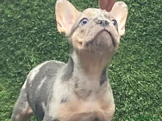 French Bulldog dogs French bulldog puppies - Advert 5