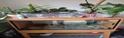 Corn Snake reptiles for sale: Corn snake 5 years old - Advert 4