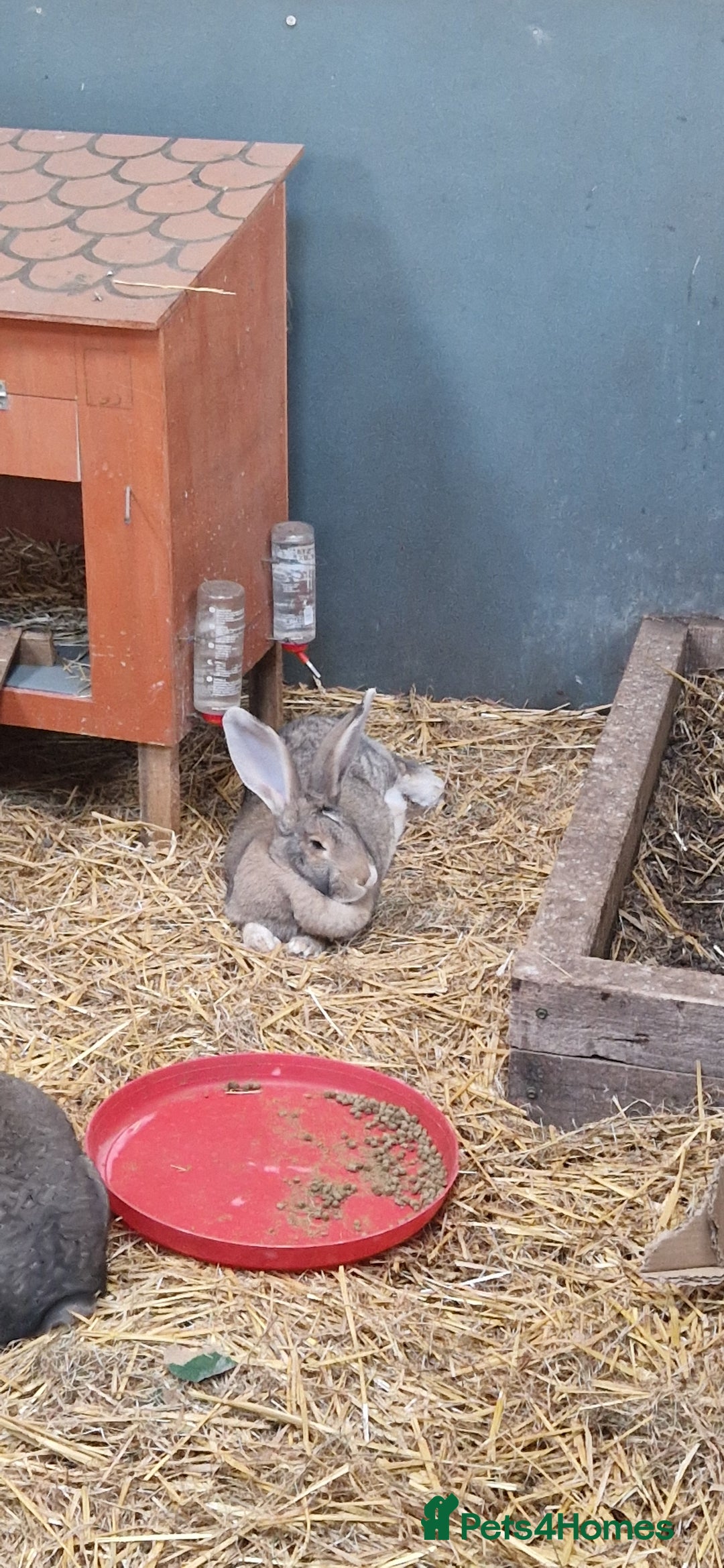 Continental Giant rabbits for sale: Giant continental cross  - Image 14