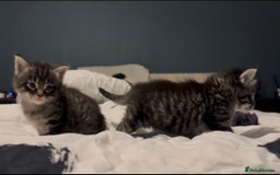 Maine Coon cats for sale: 2 Maine coon x tabby kittens  - Image 2
