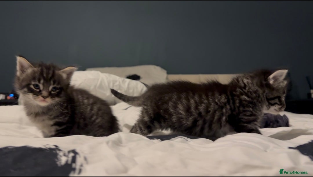 Maine Coon cats for sale: 2 Maine coon x tabby kittens  - Image 2