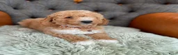 Cavapoo dogs for sale: Beautiful F1 Cavapoo puppies in Aylesford - Advert 6