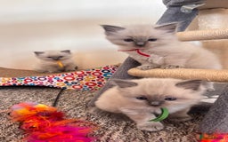 Ragdoll cats for sale: Ragdoll kittens (2 boys and 2 girls)  - Image 11