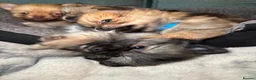 Pomeranian dogs for sale: 6 Gorgeous Pomeranian Puppies Available - 4 left - Advert 9