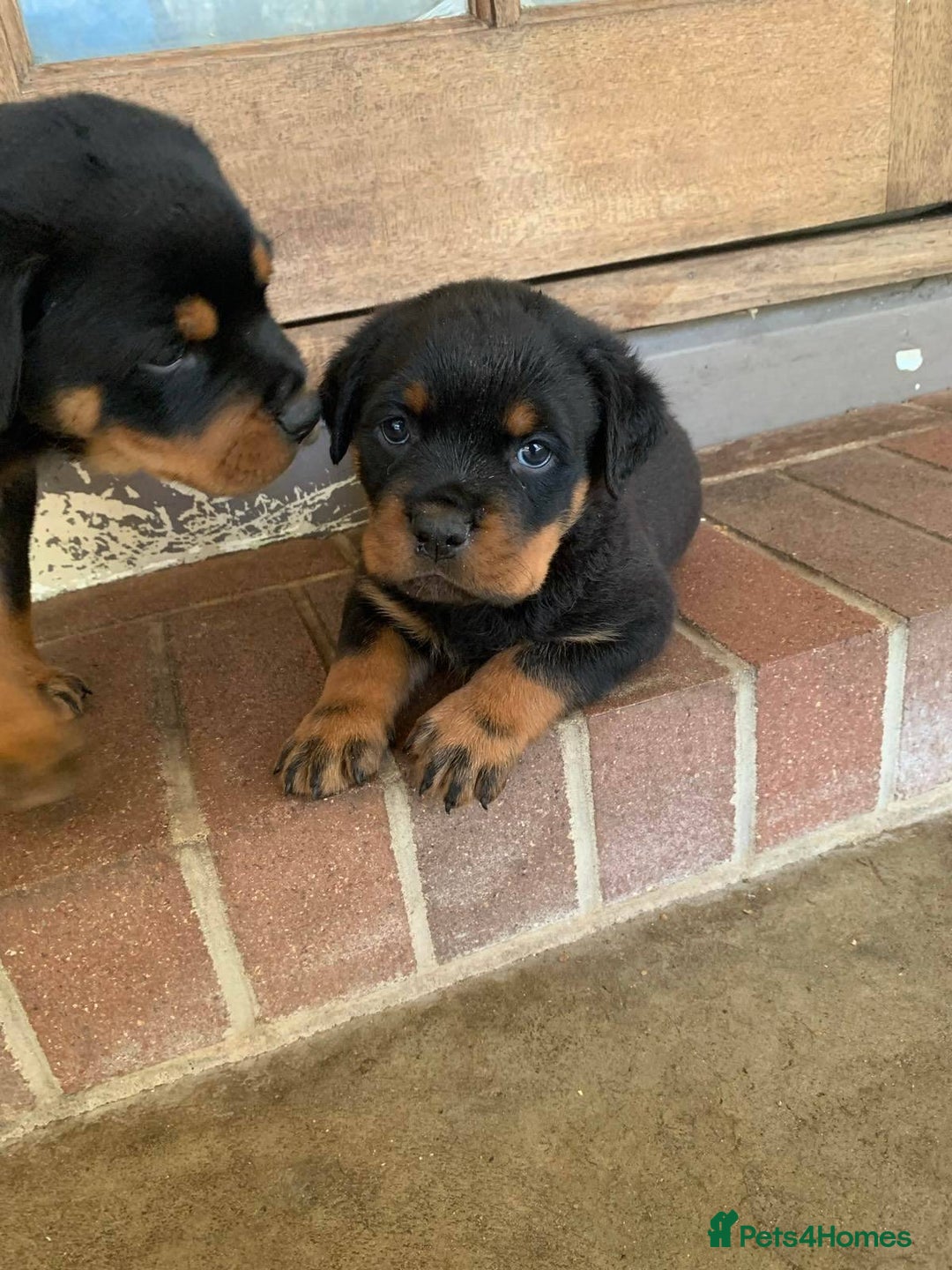 Rottweiler dogs for sale: Rottweiler Puppies for Sale - Advert 3
