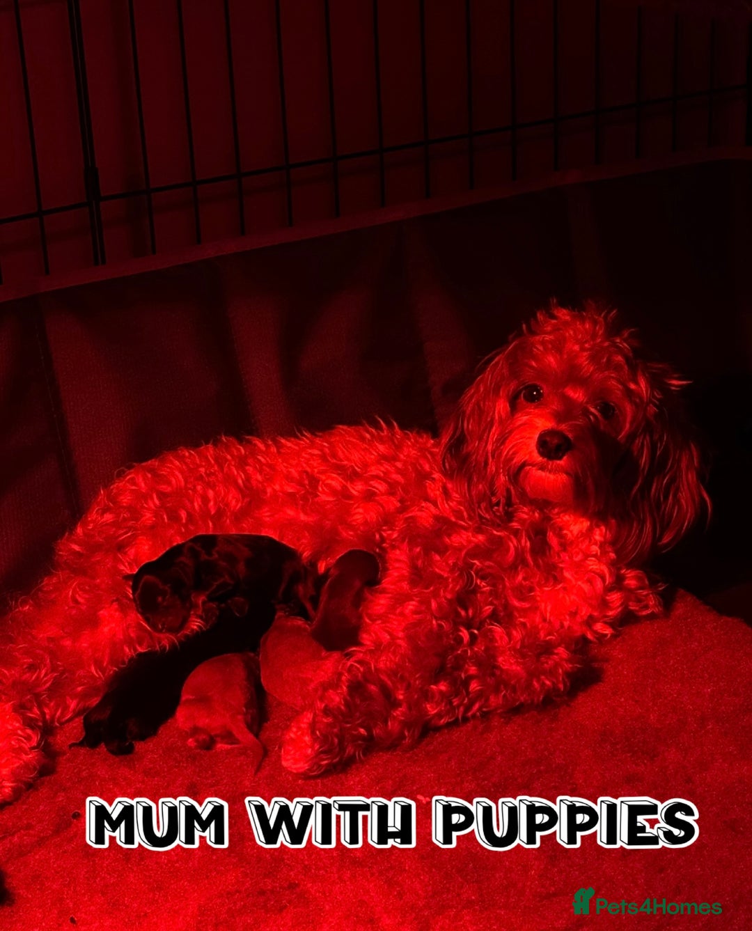 Cavapoo dogs for sale: F2 Toy Cavapoo puppies - Advert 2