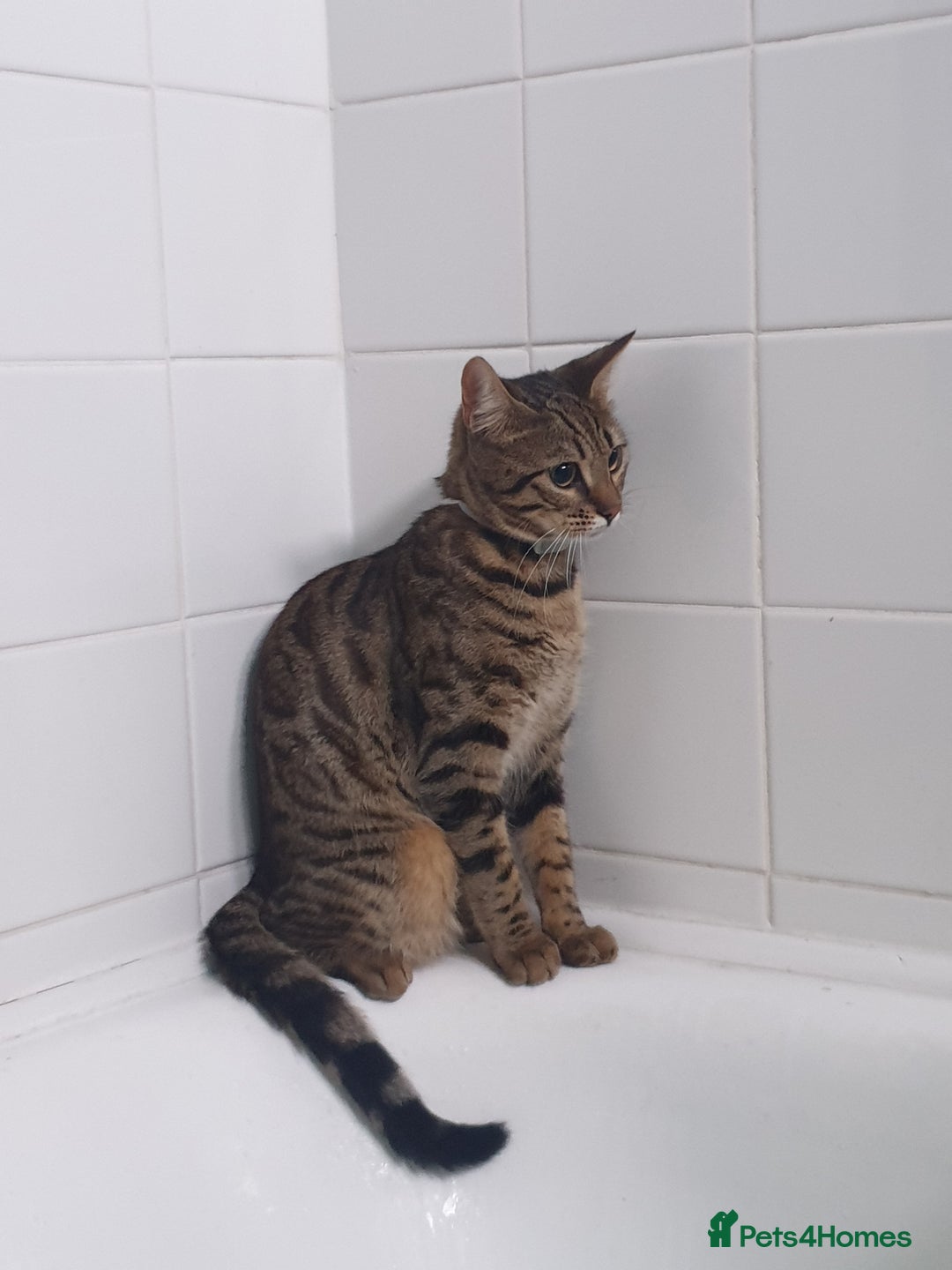 Bengal cats for sale: Silver/ mink bengals kittens  - Advert 2