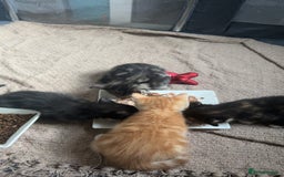 Mixed Breed cats for sale: 2 beautiful kittens - Image 6