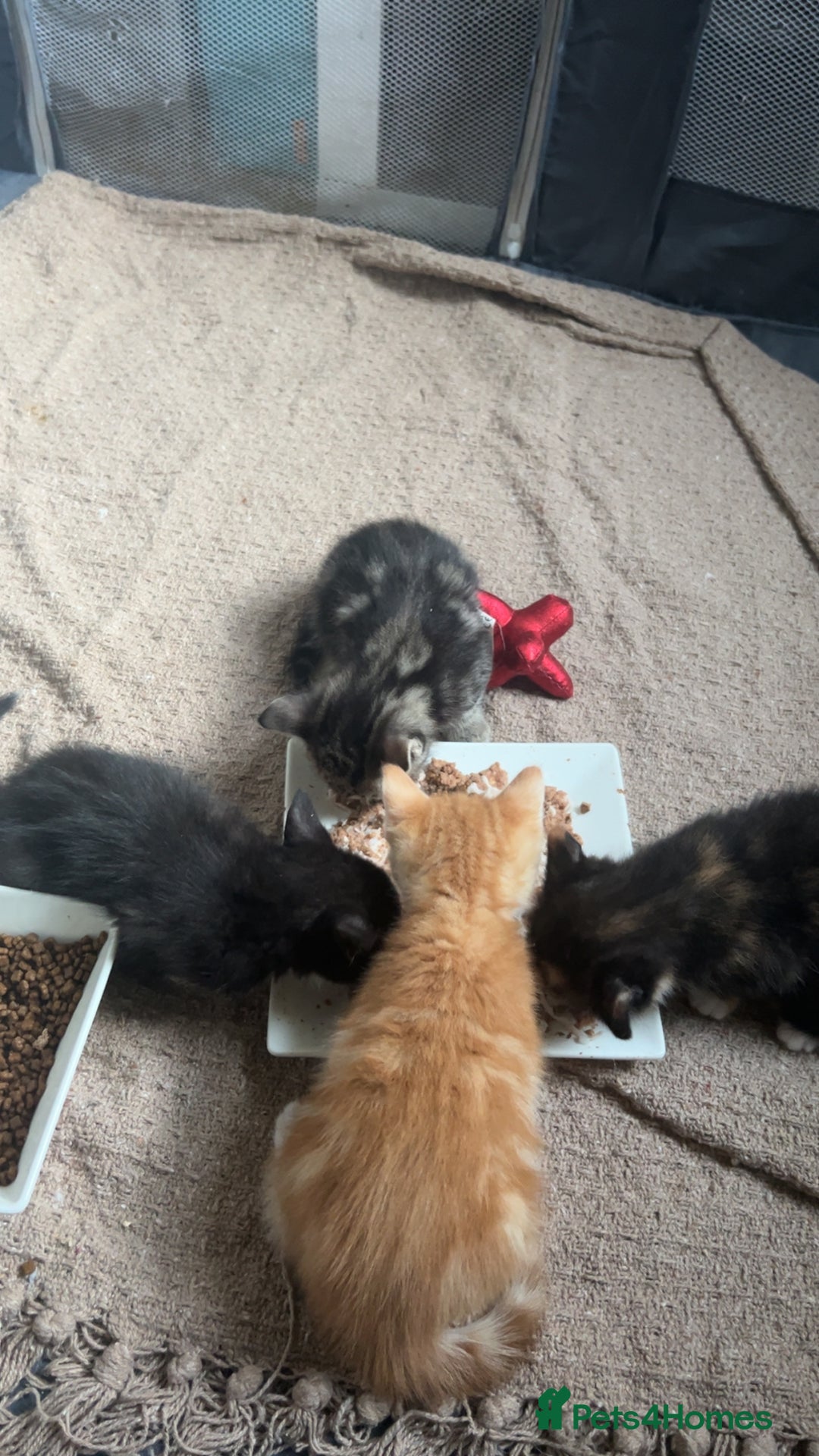 Mixed Breed cats for sale: 2 beautiful kittens - Image 6