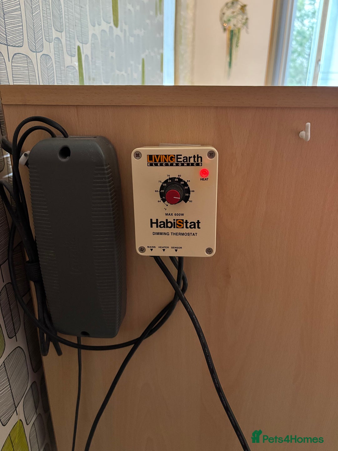 Python Snake reptiles for sale: Royal python with full setup - Advert 13